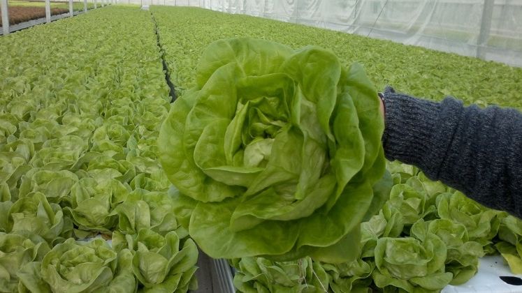 Din constructii in agricultura: a lansat o afacere cu salate care ii aduce vanzari de 2 milioane lei