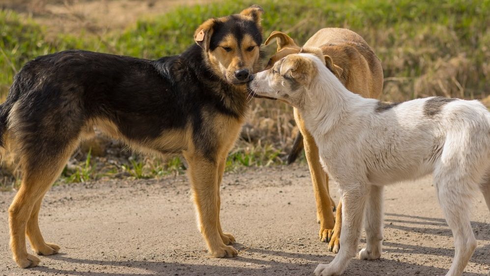 Protecția Animalelor a mai prins trei câini în zona Lacul Morii