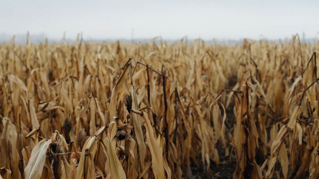 Seceta va afecta producția de porumb din sud-estul țării. Ce alte culturi vor mai fi lovite de valurile de caniculă