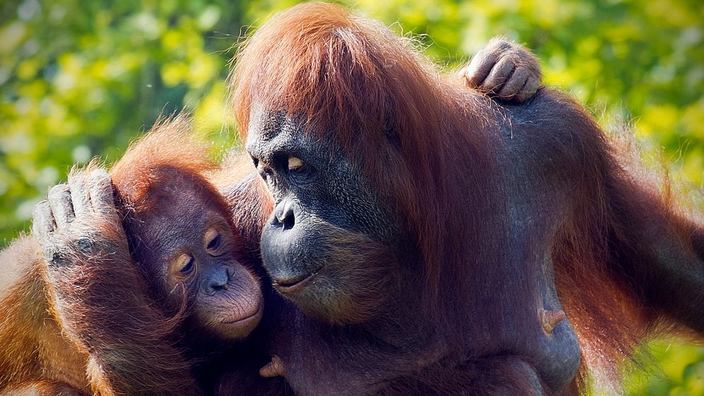 [VIDEO] Locul in care politicienii romani se intalnesc cu urangutani