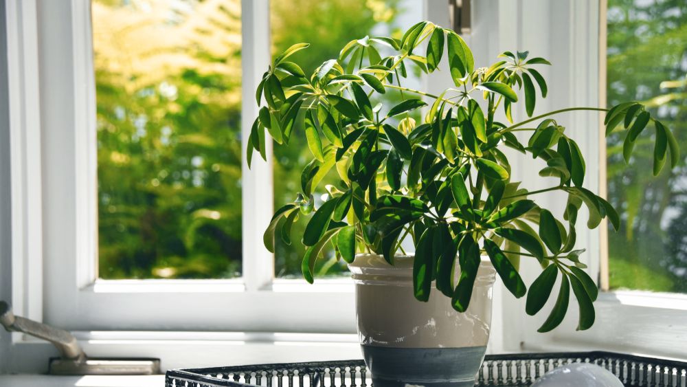 Cum afli daca aerul din locuinta este poluat