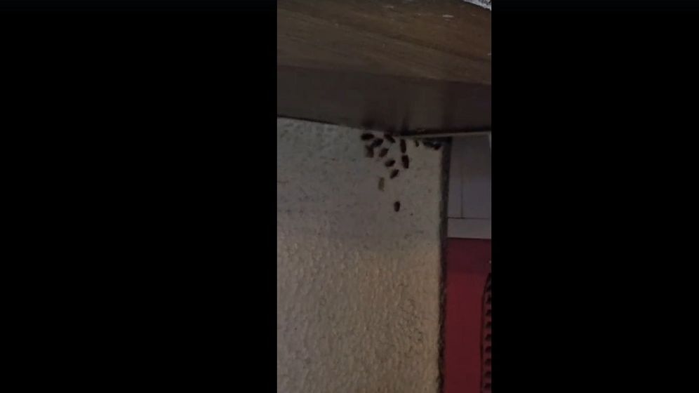 FOTO | ANPC închide temporar Berăria H. Inspectorii lui Piedone au găsit gândaci care „stăteau” la bar