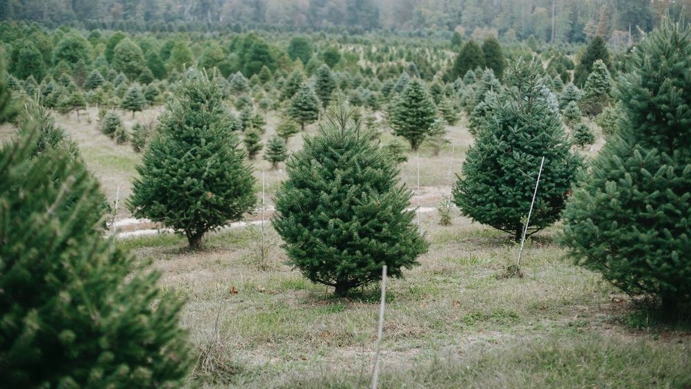 Polițiștii au confiscat peste 400 de brazi de Crăciun tăiați ilegal