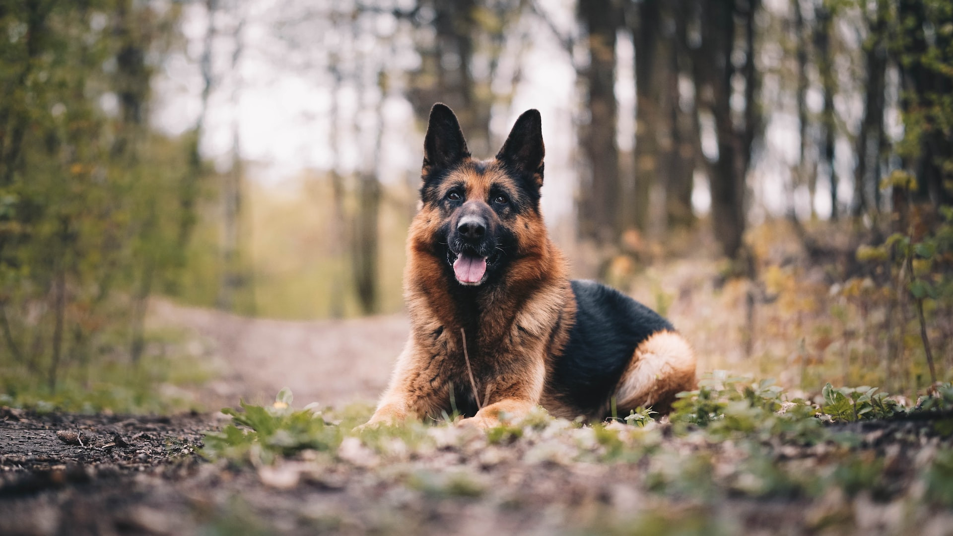 Reguli pentru protejarea animalelor pe timp de caniculă: apă, umbră și fără tracțiune la amiază