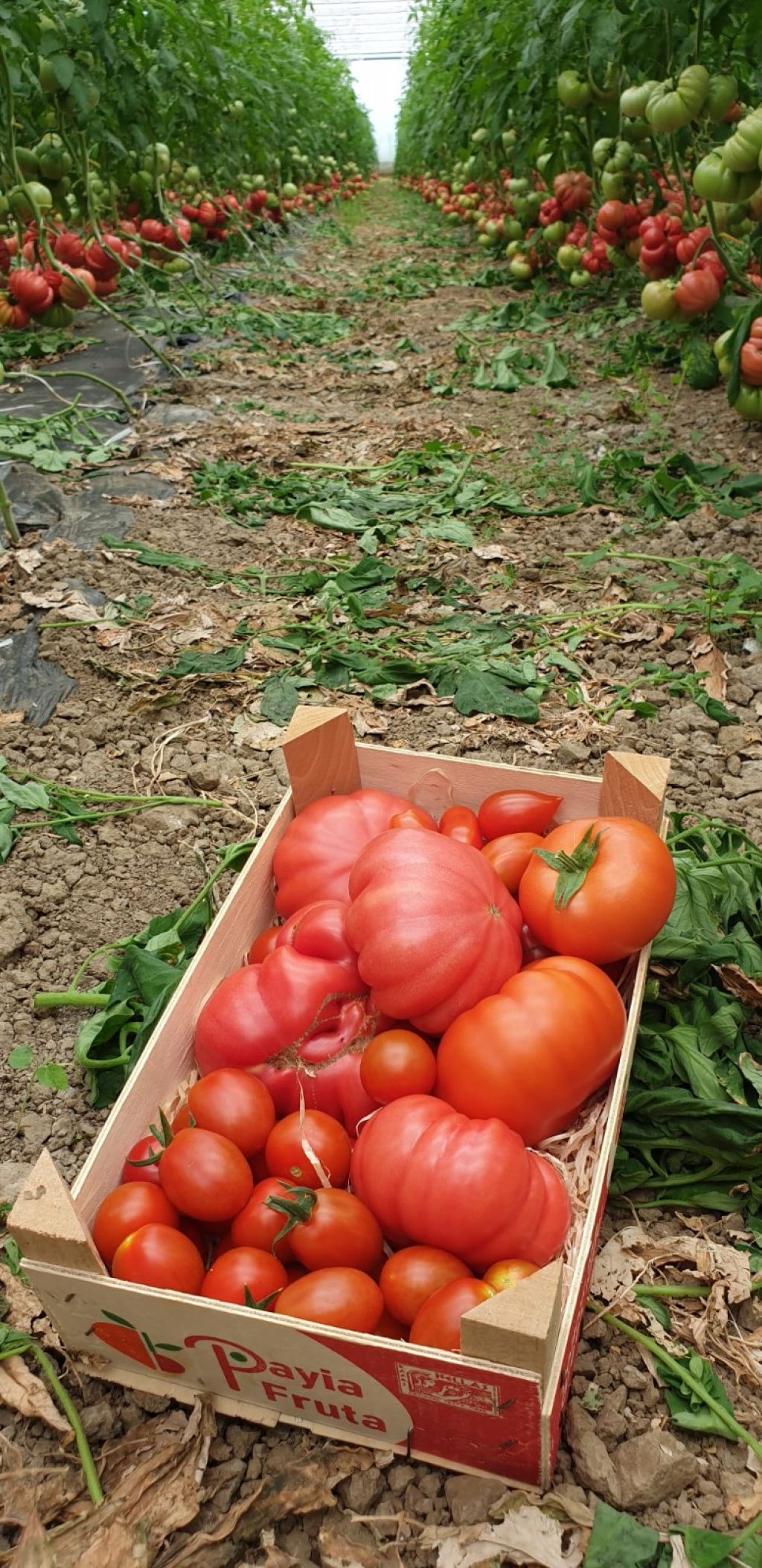 Legume și fructe bio, comandate online: Froopt.ro pregătește abonamente și crește pe zona comen - Imagine 33
