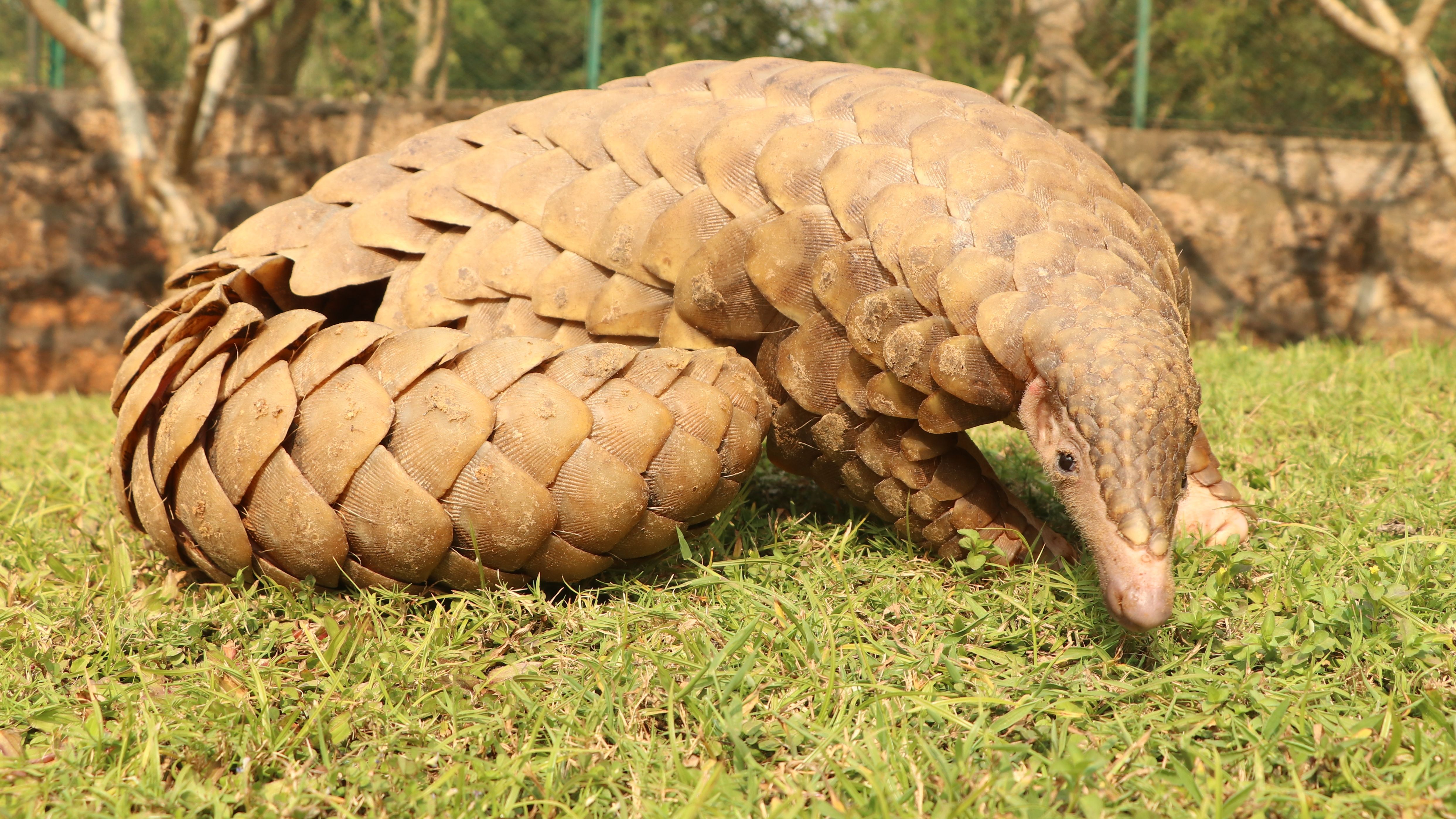 Transport ilegal de solzi de pangolin trimis din Congo spre Romania. Marfa valora 1,5 milioane de euro
