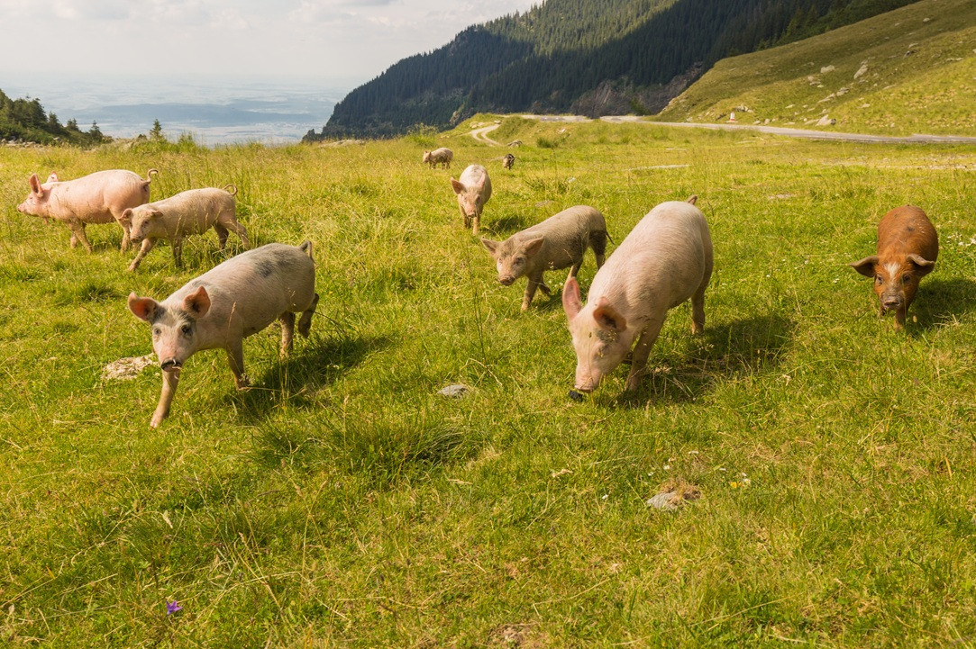 VIDEO Costin Marinache, Măcelăria Ghiță: Dacă statul nu intervine, carnea de porc românească va dispărea