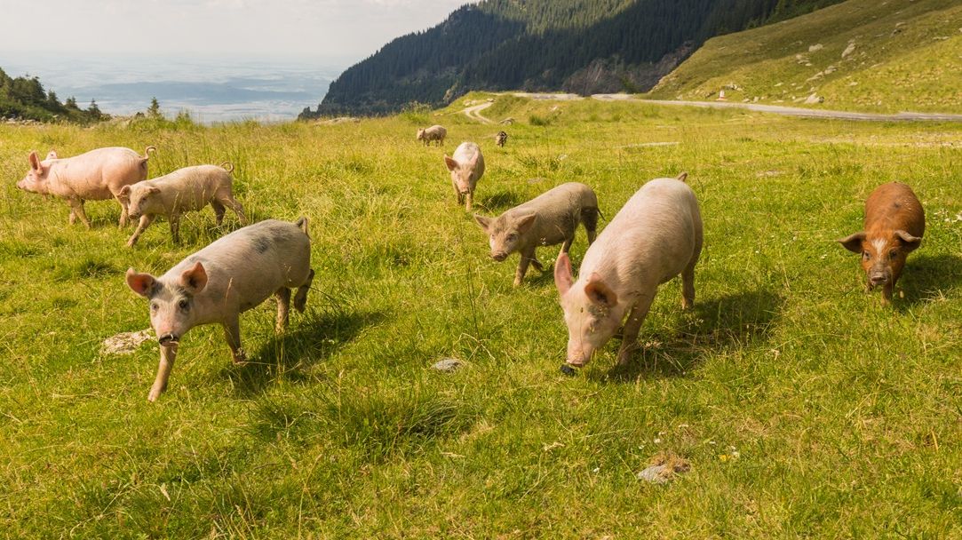 VIDEO Costin Marinache, Măcelăria Ghiță: Dacă statul nu intervine, carnea de porc românească va dispărea