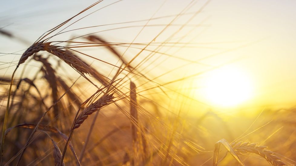 Mai suntem ”grânarul Europei”? România, pe locul 7 în UE la producția agricolă