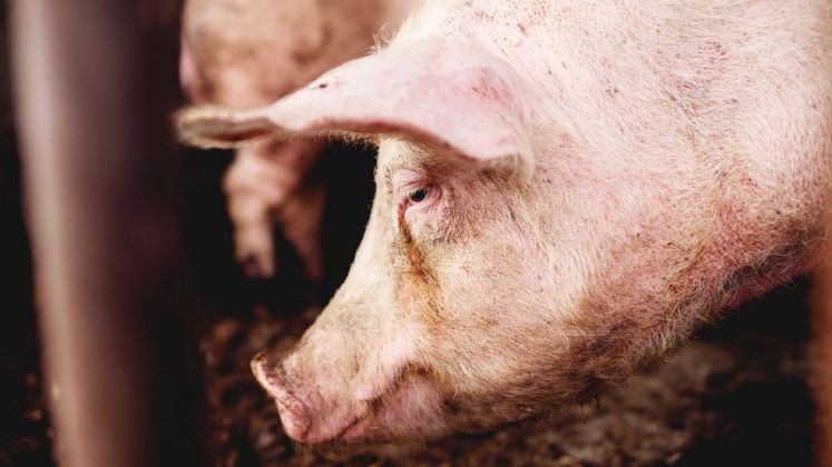 ANSVSA: Virusul pestei porcine Africane, confirmat la porcii unei gospodarii din judetul Bihor