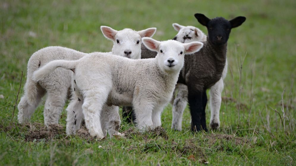 EXCLUSIV | HoReCa, oaia neagră a luptei cu noul virus. De ce sunt rezervate autoritățile în fața deschiderii restaurantelor