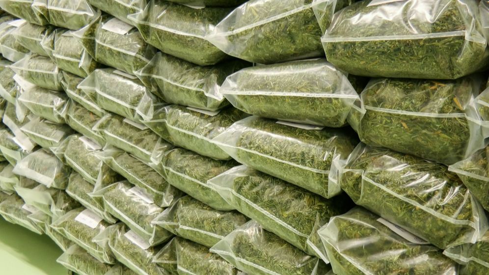 PSD vrea să legalizeze marijuana în scopuri medicinale