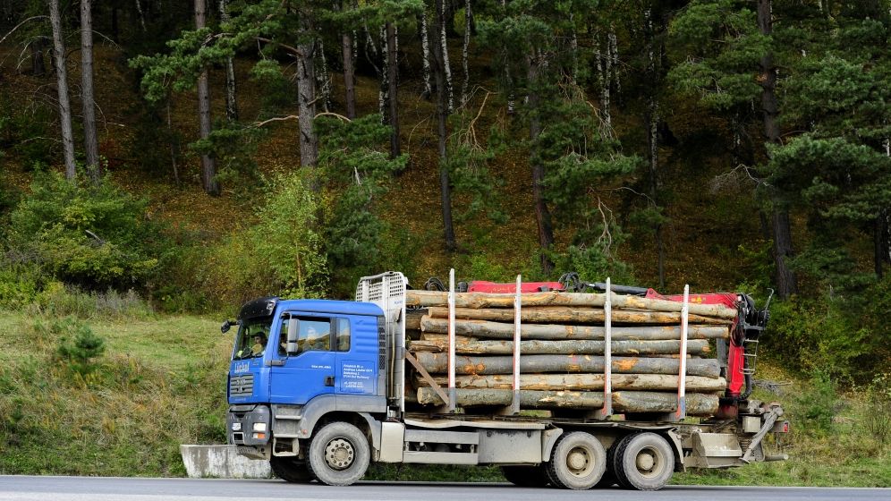 IGPR: 700 de controale şi peste 100 de dosare penale pentru tăierea ilegală de arbori