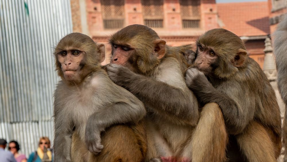 Premieră în lumea științei: Chinezii au reușit să cloneze un macac rhesus