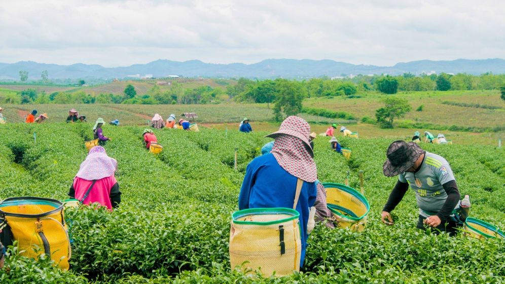 Covid-19: 150 de români, testaţi pozitiv la o fermă din Germania