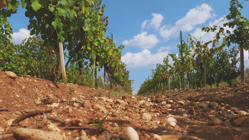 Vinarte mizeaza pe vinuri premium si turism viticol pentru vanzari de 12 mil. lei in 2019