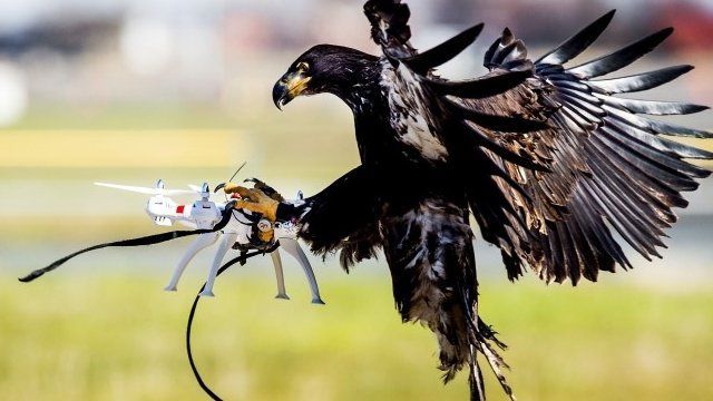 Vulturii anti-drone, folositi dupa teste care au inregistrat succes [VIDEO]