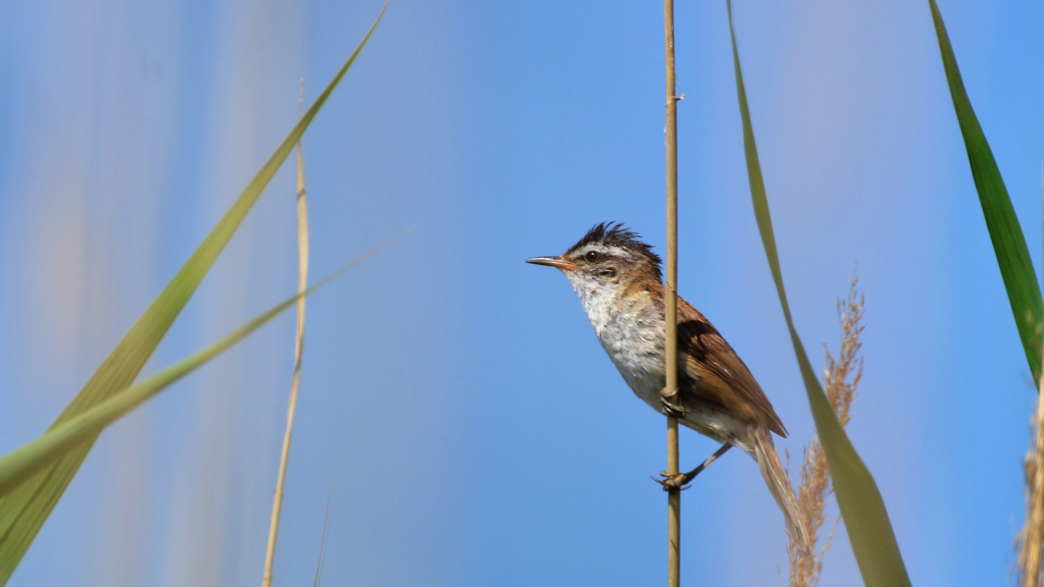GALERIE FOTO | Huawei arată cum poți salva păsările sălbatice dacă le asculți cântecele cu AI