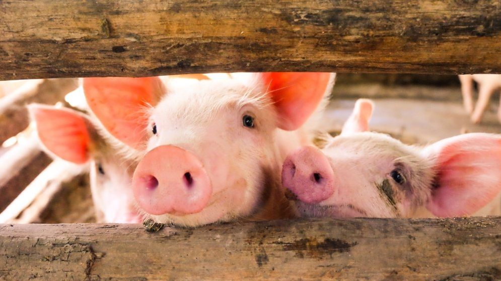 Vești din agricultură: Producţia de carne a României a crescut la porcine şi la păsări, dar a scăzut la bovine, ovine şi caprine
