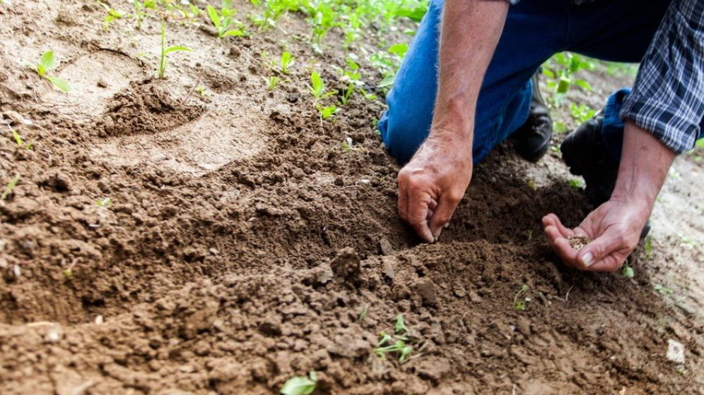 Fermierii cer suplimentarea bugetului Agriculturii pentru despăgubiri de secetă