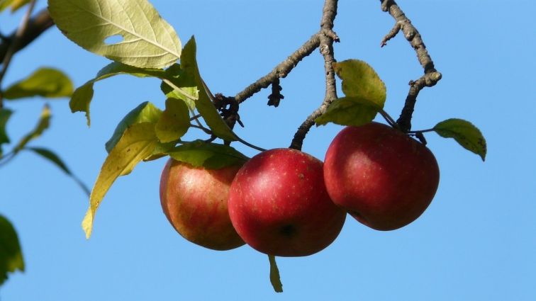 Fonduri europene - Cum iti faci o livada de meri cu ajutorul unui consultant