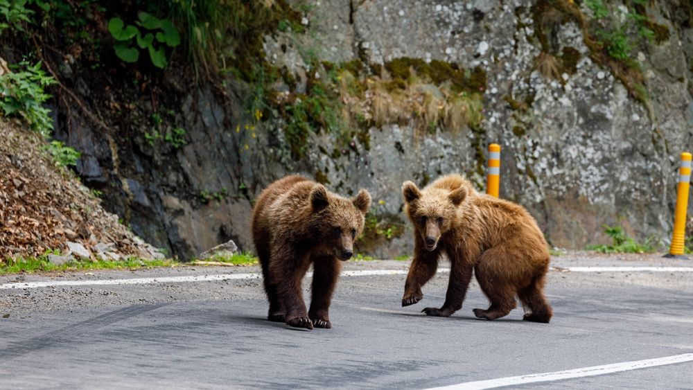 Guvernul modifică OUG-ul care reglementează intervenția în cazul atacurilor de urs