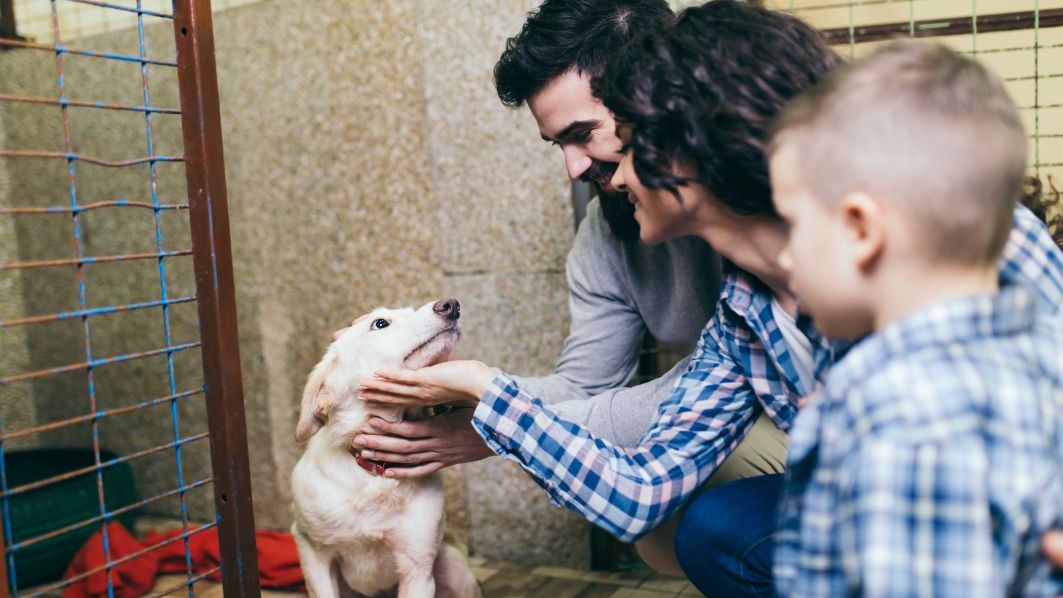 Aproape 1.250 de căţei, adoptaţi anul trecut din adăposturile ASPA