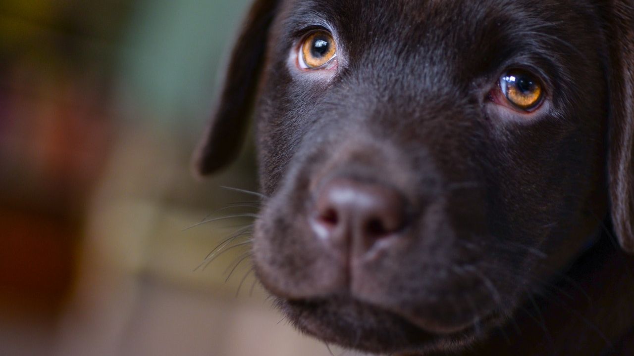 Doi veterinari din România au plecat în Beirut ca să salveze animalele rănite în explozia din 4 august