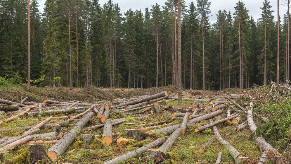 România va avea o „bursă a lemnului” în 2022