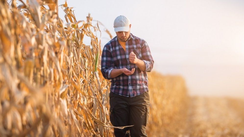 Aproape un milion de hectare sunt afectate de secetă în România