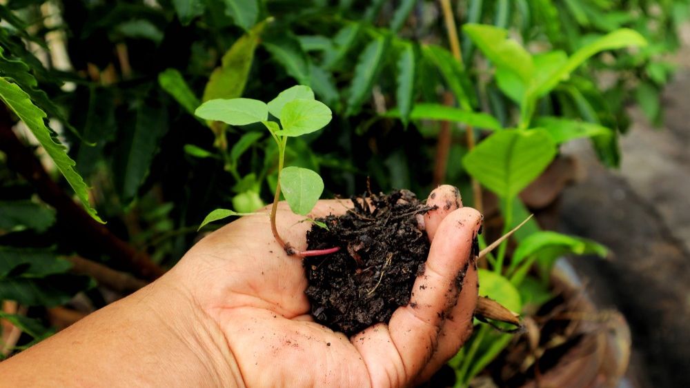 Eurostat: Doar 2,4% din suprafata agricola a Romaniei este reprezentata de culturi ecologice