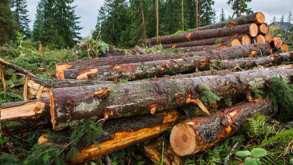 Datele arată că s-a tăiat mai puțin lemn decât în anii trecuți