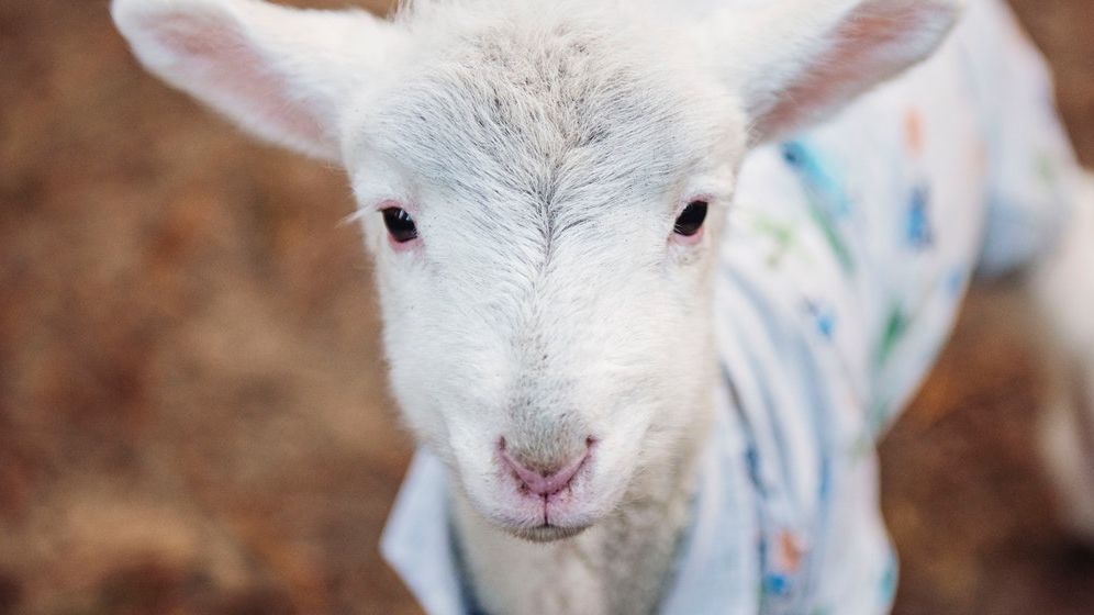 Cât sunt dispuși românii să plătească pentru carnea de miel de pe masa de Paște