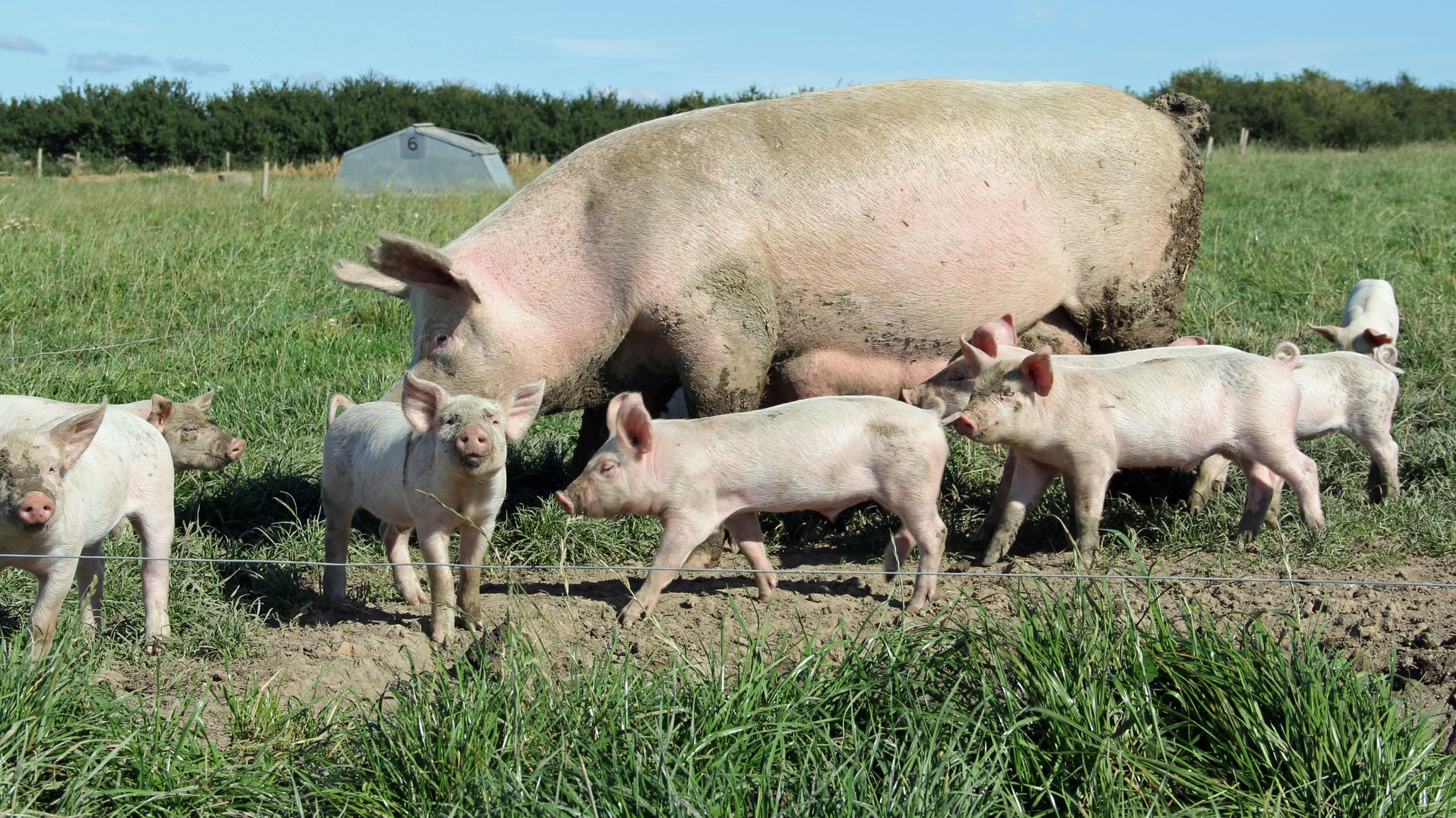 Guvernul a avizat favorabil proiectul de lege care ar putea ajuta si ferma de porci detinuta de fiul lui Liviu Dragnea