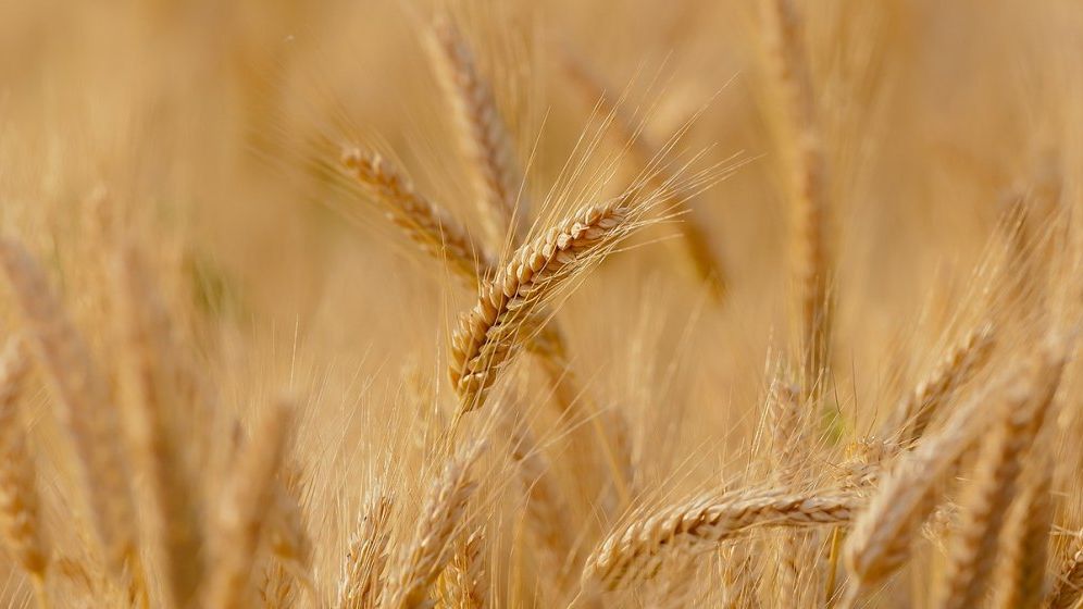 Grecii trag sforile la Bruxelles pentru Ucraina. Vor un coridor alternativ pentru cerealele ucrainene, via tren, prin România
