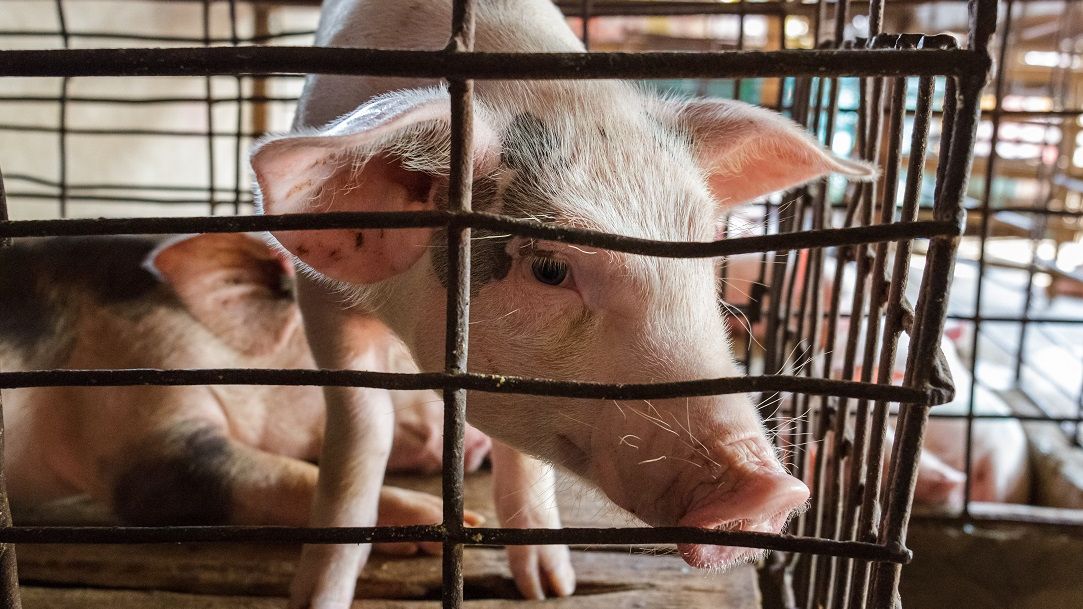 Parlamentul European cere suprimarea progresivă a creşterii de animale în cuşti