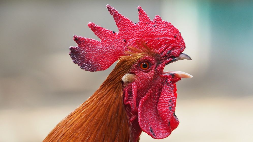 Japonezii au eutanasiat sute de mii de păsări din cauza gripei aviare