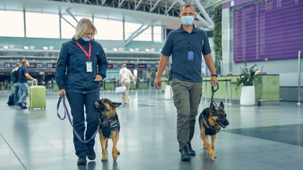 Bode va introduce câini care depistează COVID pe mai multe aeroporturi din țară