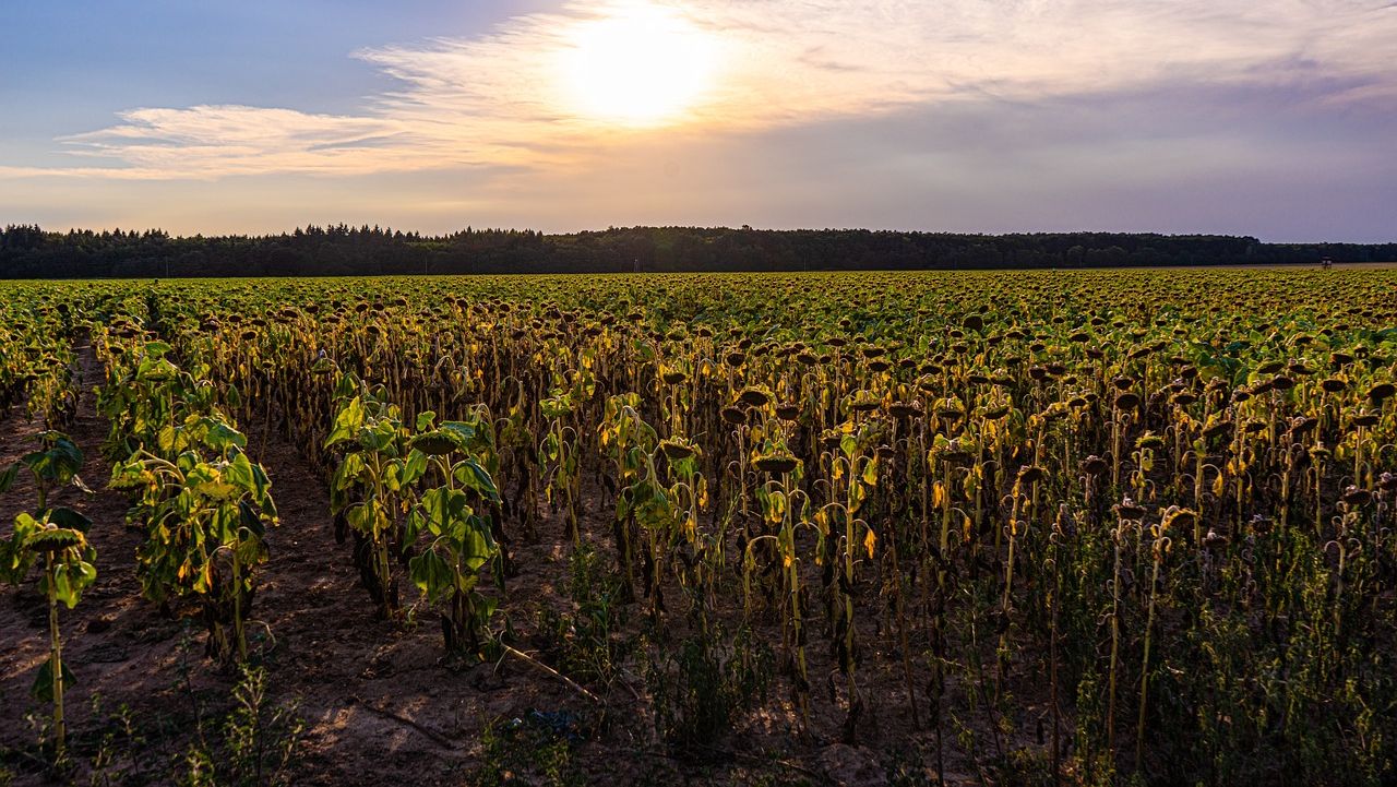 Final de vară cu cod galben de caniculă în București și mai multe județe