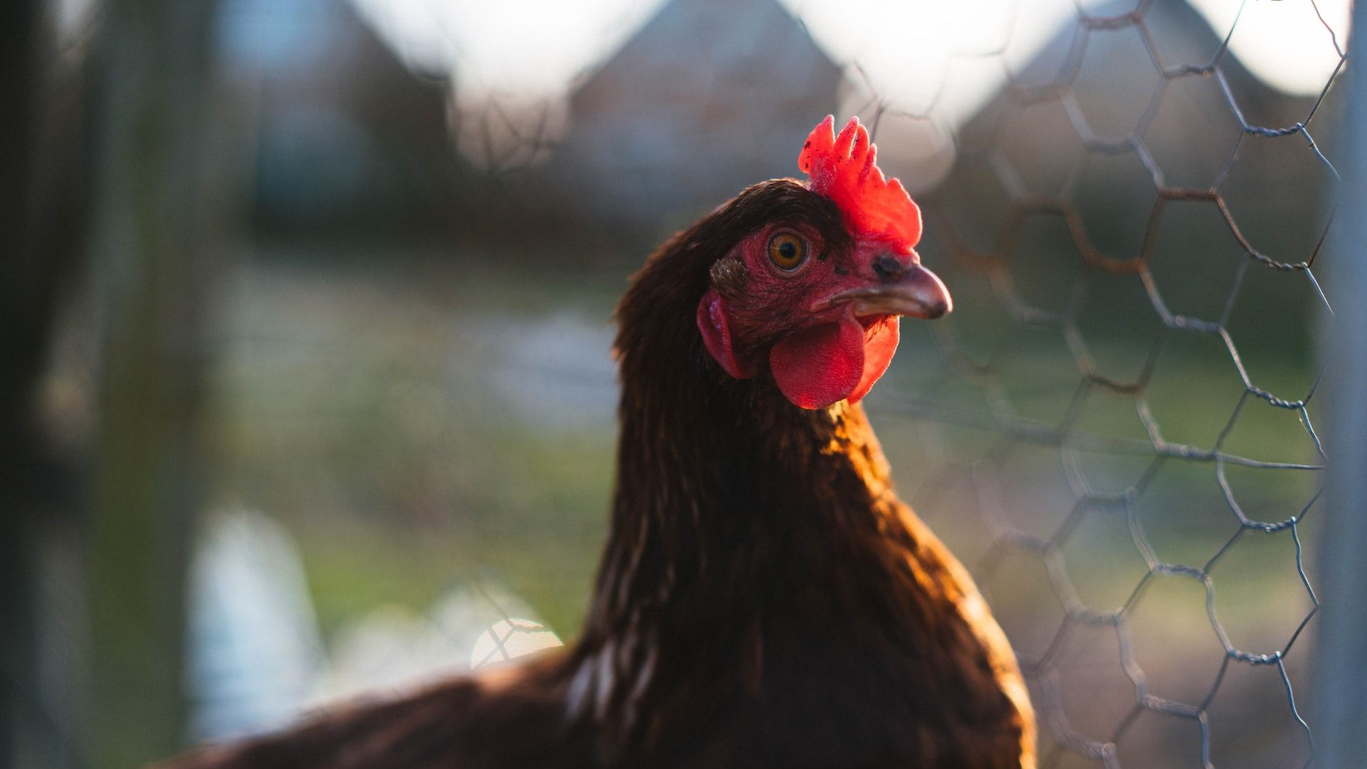 Cum încearcă Agroland să producă mai mult din ceea ce consumă România. CEO: „În agricultură trebuie să ai răbdare”