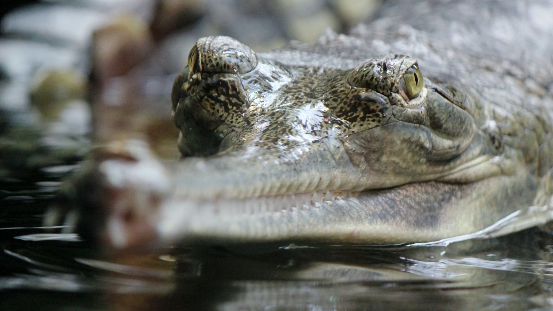 Cercetătorii de la Cluj au demonstrat că pe teritoriul României au trăit crocodili acum milioane de ani