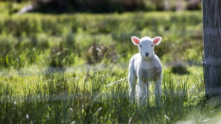 Cum poți cumpăra carne de miel pentru Paște în pandemia de Coronavirus? Grupul de Comunicare Strategică a răspuns întrebărilor românilor