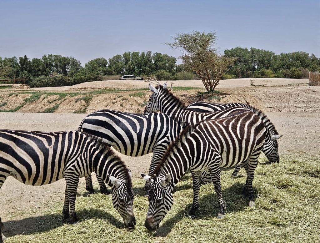 Abu Dhabi - Imagine 85