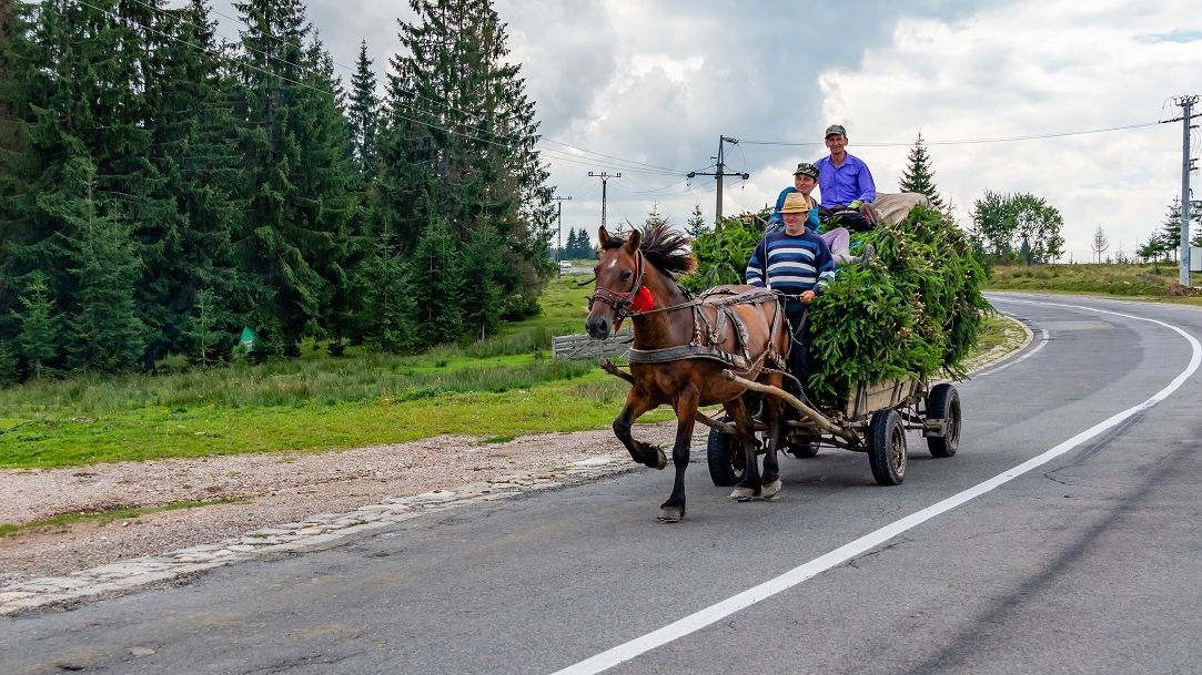 Agricultura românească, ineficientă: predomină fermele de subzistență