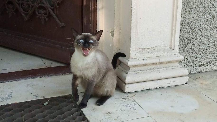 Legea privind protecția animalelor a fost înăsprită. Pedepse mult mai dure, până la 7 ani de închisoare