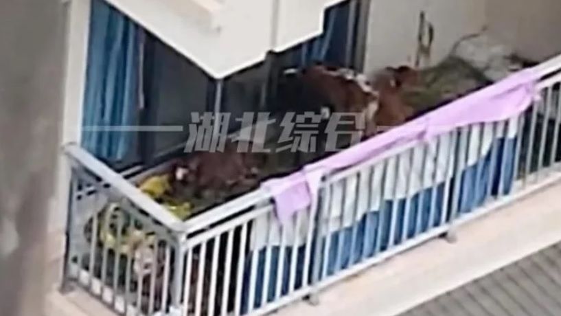 [VIDEO] Un chinez a încercat să crească vaci la bloc, pe balconul său de la etajul 5