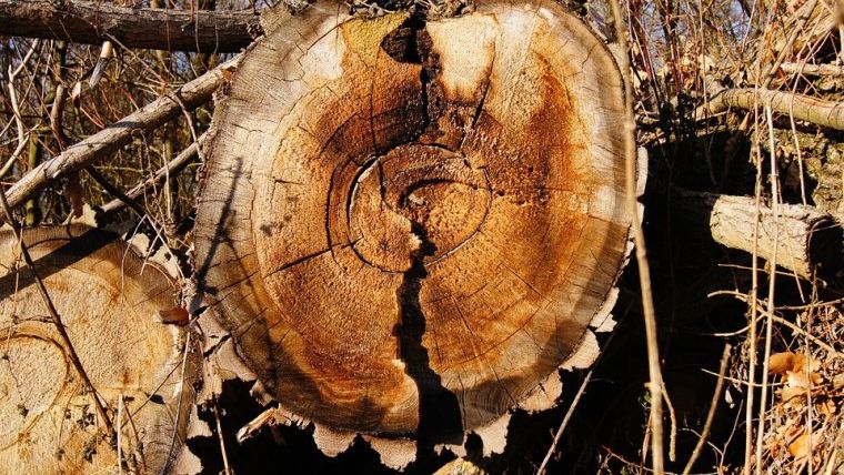 Schimbare de strategie: Schweighofer vinde toate padurile din Romania