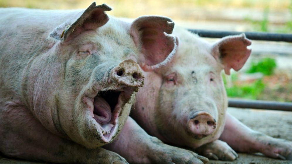 Peste 400 de focare de pestă porcină africană înregistrate în România