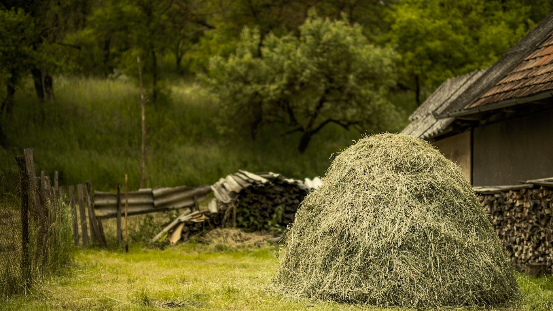 Botănoiu (Asociația Fermierilor): Securitatea alimentară a României e în pericol, suntem dependenți de importuri