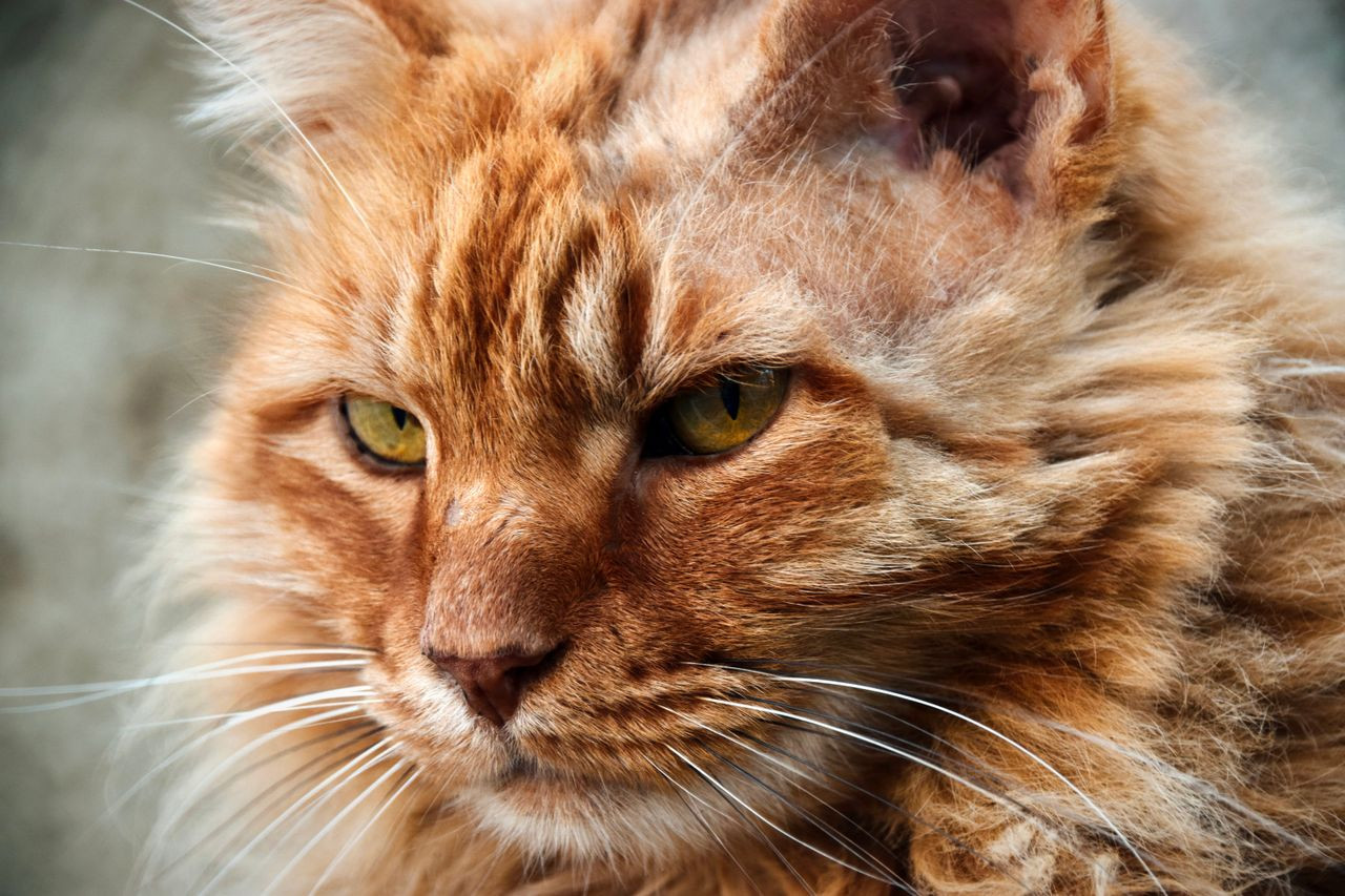 De la British Shorthair la Maine Coon: o zi cu pisici rare la mallul Promenada Craiova